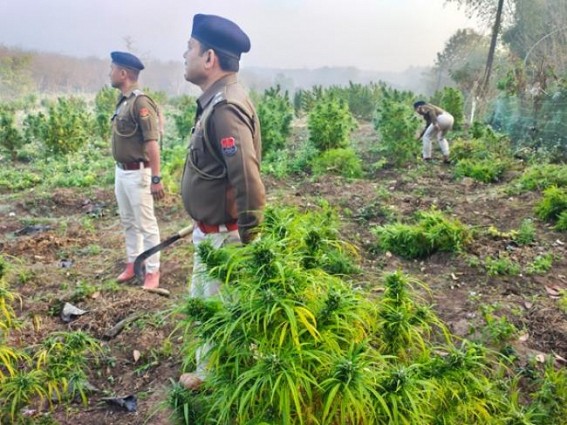 Bodhjungnagar police destroyed Ganja cultivations in Rajchantai area. TIWN Pic Jan 31 Bodhjungnagar police destroyed Ganja cultivations in Rajchantai area. TIWN Pic Jan 31